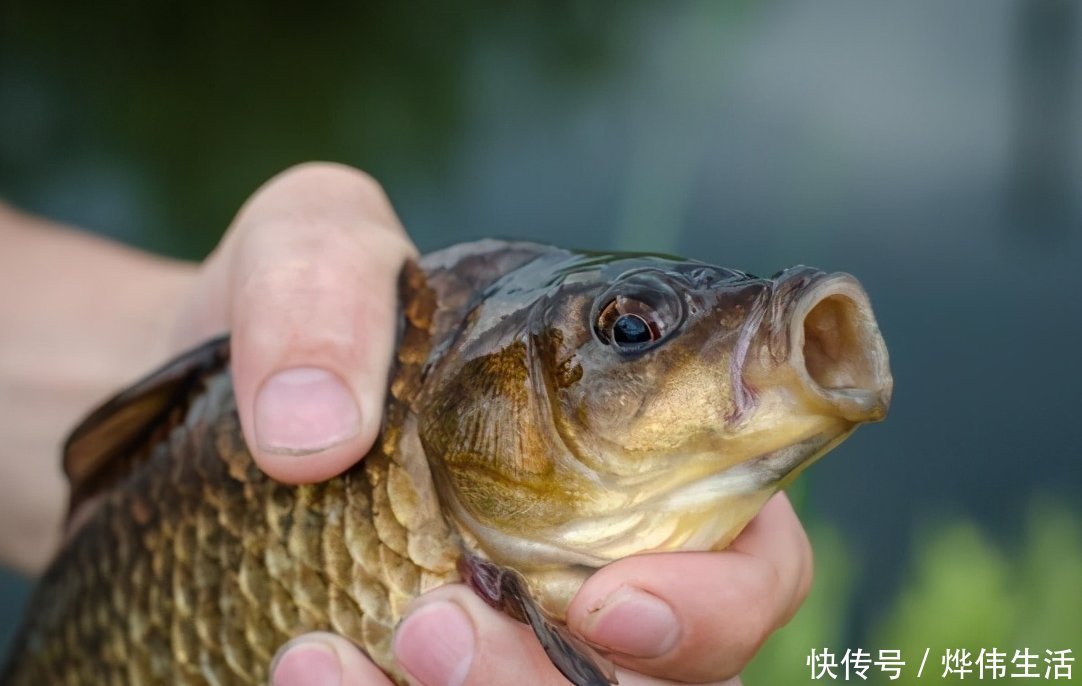 冰眼|适合浮钓鲫鱼的几种常见情况及分析鱼口轻的原因,看完你就懂了