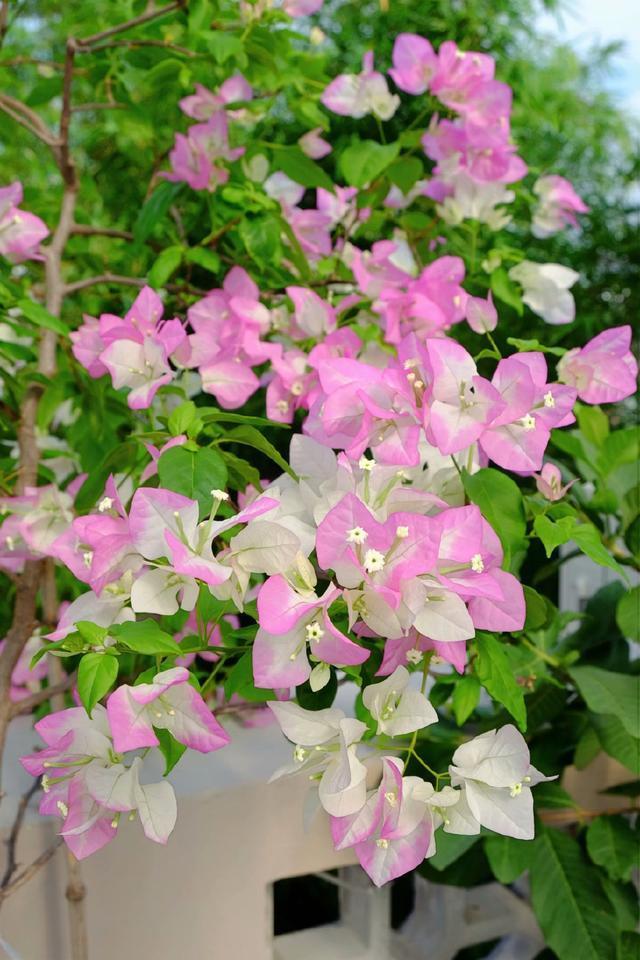 三角梅叶茂徒长不开花4个重点没搞明白,三角梅养护施肥时间表