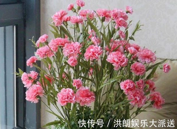 康乃馨|新手养花,不如养盆花中精品“康乃馨”,花朵雍容富丽,绚丽娇艳