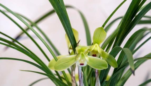 茉莉花|6种北方不适合养的花卉，技术不到位容易死，非高手就不要考虑了