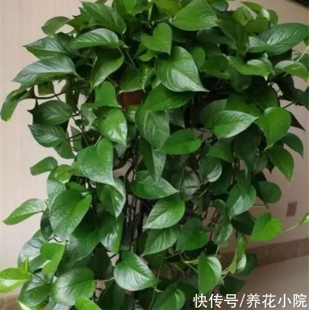 冬天养绿萝别只浇水,做好3件事,长得茂盛,叶子油绿光亮