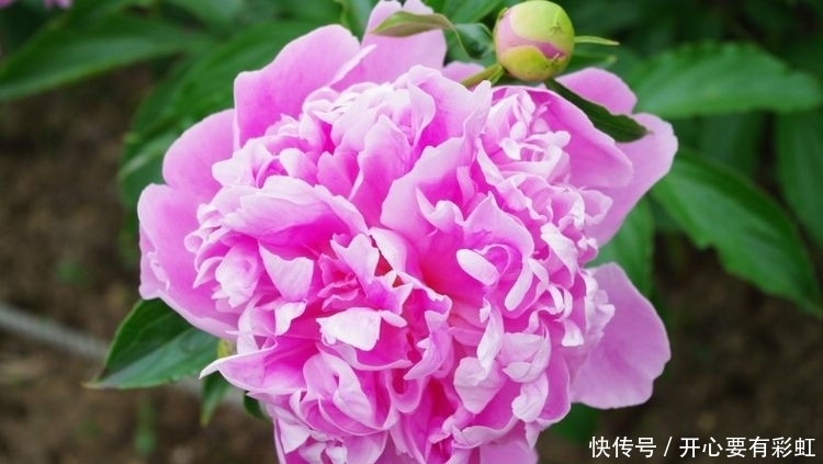 生肖虎 4月13日会有贵人来圆你年心愿 财气大红大紫 全网搜 生肖虎 4月13日会有贵人来圆你年心愿 财气大红大紫 全网搜
