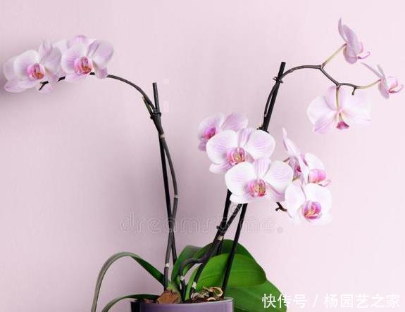 花友们|过年买的蝴蝶兰,不要轻易就扔掉,懂花的人都去楼下捡