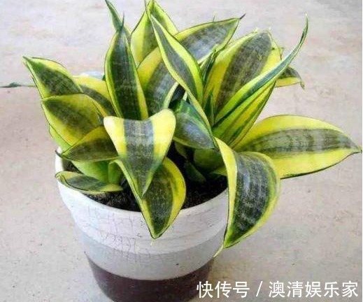元气满满|新手虎皮兰开花见过吗照着几点养护,虎皮兰开花爆盆不是难题