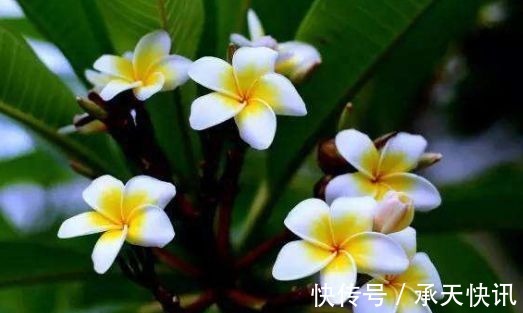 阳台上|养花试试此4种花,家里养一盆,漂亮干净,简单打理就爆盆