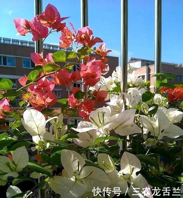 三角梅这样施肥, 根壮枝条粗, 不断出花苞, 一直开花不间断