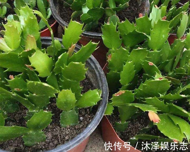 梳子居然也能养花把蟹爪兰插上去，蹭蹭冒白根！