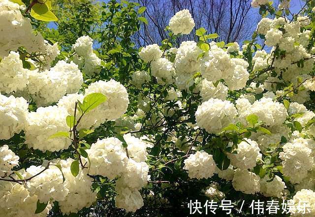 不会养花就养它,不畏严寒,不怕酷暑,春季开成“大雪球”!