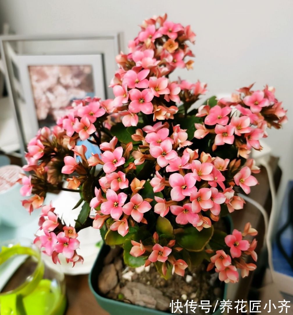 冬天里开花的5种植物，小花盆也能养好，持续开花到春季