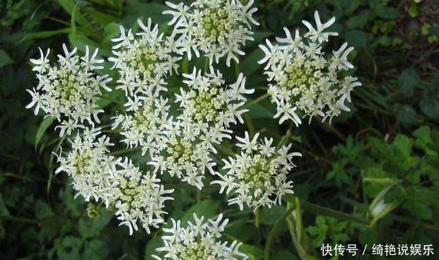 农村这种常见植物能祛风燥湿，消肿止痛，治头痛，你见过它吗