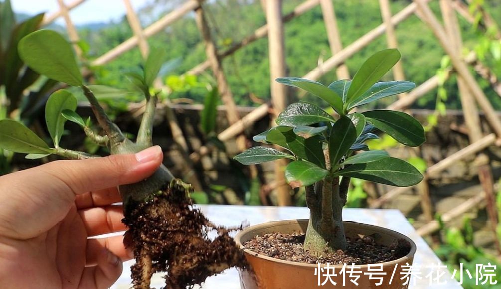 发财树|6种花怕水涝,勤快人养不好,浇水多了就烂根