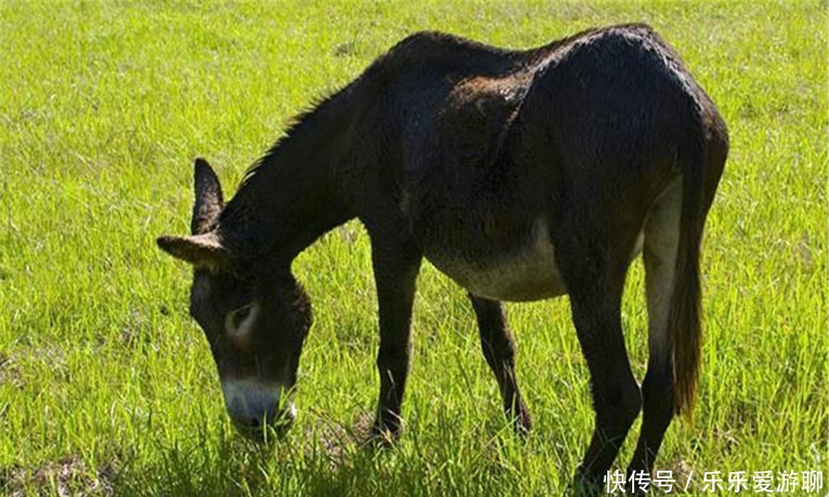 农户们|俗语说：“驴肉香，马肉臭，打死不吃骡子肉”，老祖宗的经验之谈