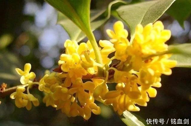 如果我家有院子,我就养树,花和菜都靠边,什么都不如种树好!