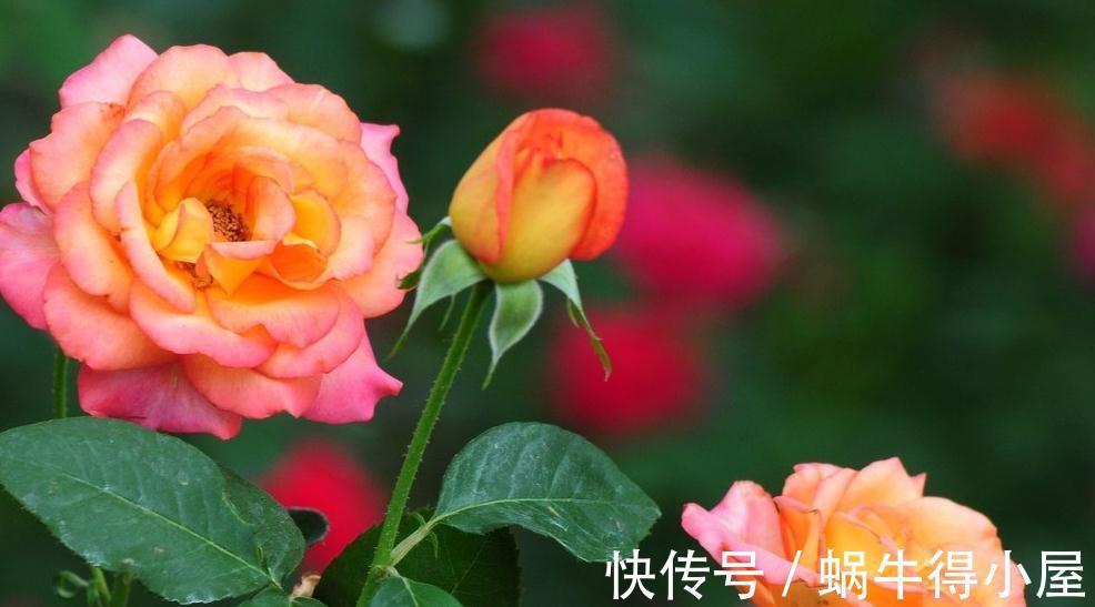 微型玫瑰|好看的微型月季总是养不活，问题出在哪，一起来看看吧