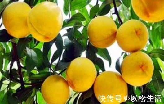 香蕉片|人到中年想长寿,不妨多吃4种食物,降低胆固醇、预防心血管疾病