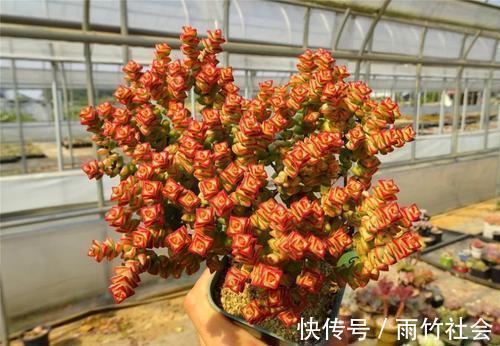 株型|养多肉小米星,变红有技巧,掌握3点,容易群生株型优美