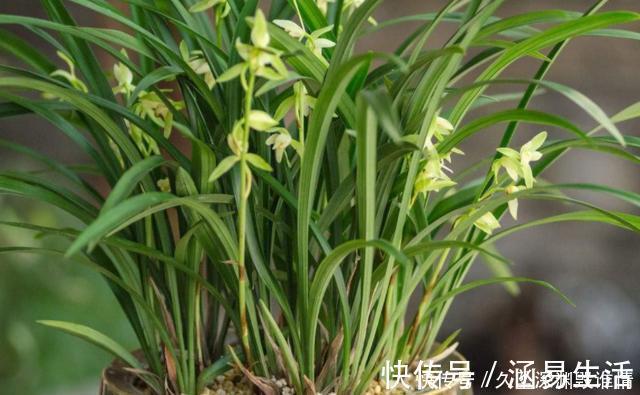 兰花一年只用2种肥,选对时机用,蹭蹭冒新芽,呼呼长花苞