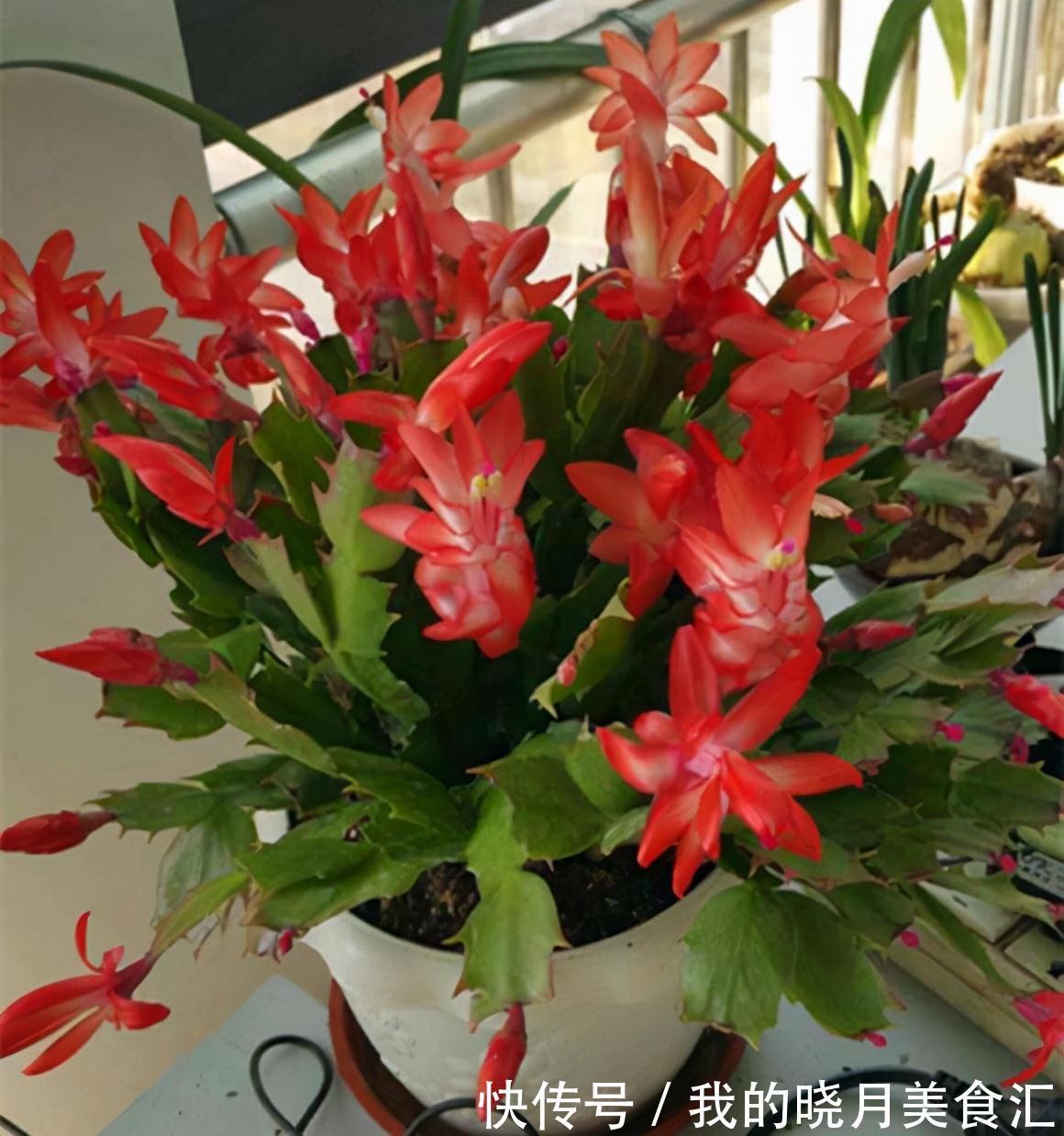 天冷就养“6种花”,越冷越爱开花,吉祥“喜庆”又高档