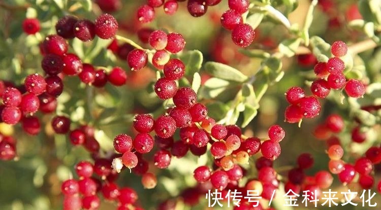 衰老|女性不想过早衰老,多吃3种食物,美容养生,身体棒棒哒!