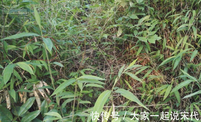 竹叶草|像竹子又不是竹子的野草,根部价比黄金,农民都了解可以制药!