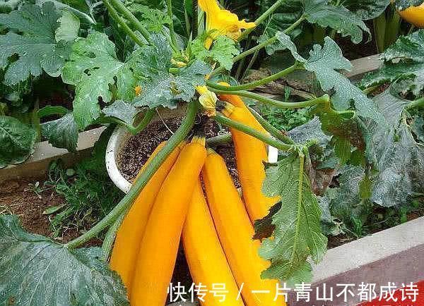 奶奶在花盆里种“鸡蛋、香蕉”，种一次能吃5个月，邻居都来学习