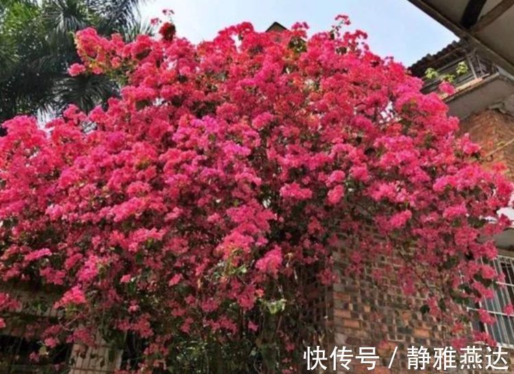 花期|养花就养个花期长的,一次开花100朵,阳台开成花海!