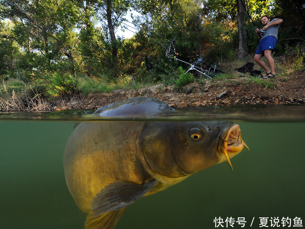 [鱼的生活规律] 鲤鱼的六大习性，中鱼需科普