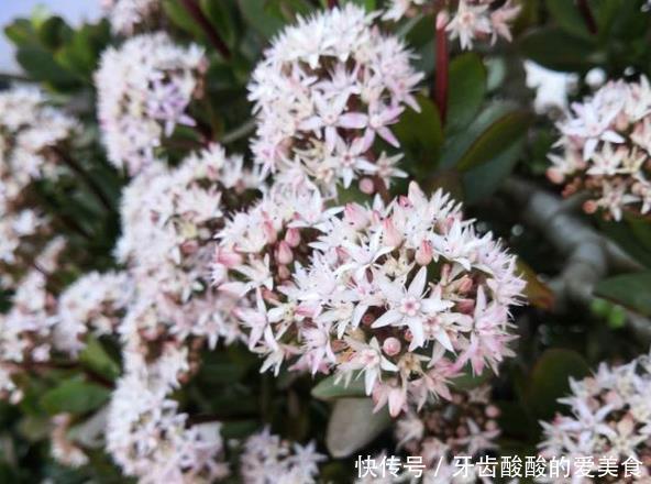 盆花|养花达人:38年前,掏家底儿买的2盆花,1盆被偷,1盆传给孙子