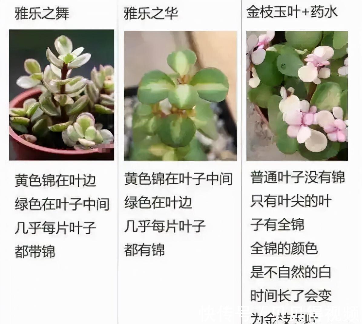 金枝玉叶的叶子总是哗哗的掉,因它这6怕,要注意避免