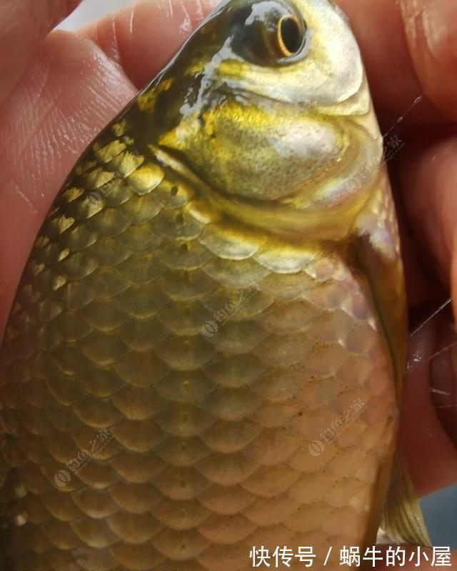 时节|秋季钓鲫鱼与天气的关系浅析