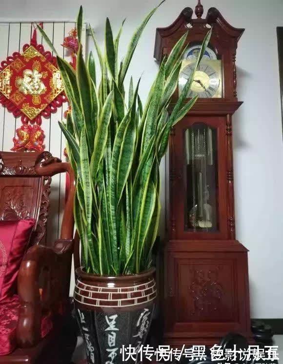 养“虎尾兰”有要点,学会“砍倒重来”,1盆变100盆,4年到房顶