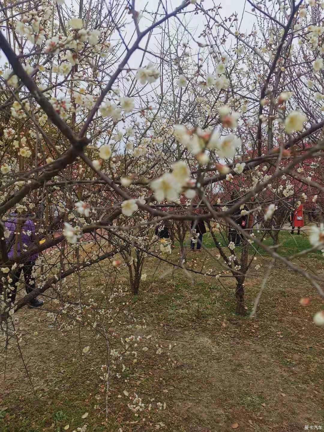 中年|【我与爱车度新年】新春初五踏春季，相约朋友游玩大蜀山