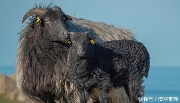 生肖羊的,名字里有什么字?一生十有八九