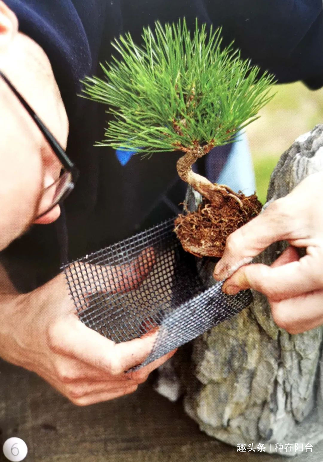网篮|山水盆景不是非“水”不可，看山石与树木如何演绎一道山水盆景！