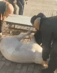 搞笑GIF:骚年,这是你想要的小姐姐吗? GIF动图 第27张-福利吧