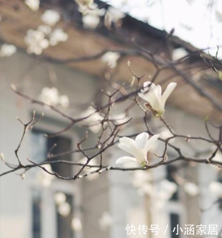  雪地|这5种花，居然在冬天的雪地里都能开花！