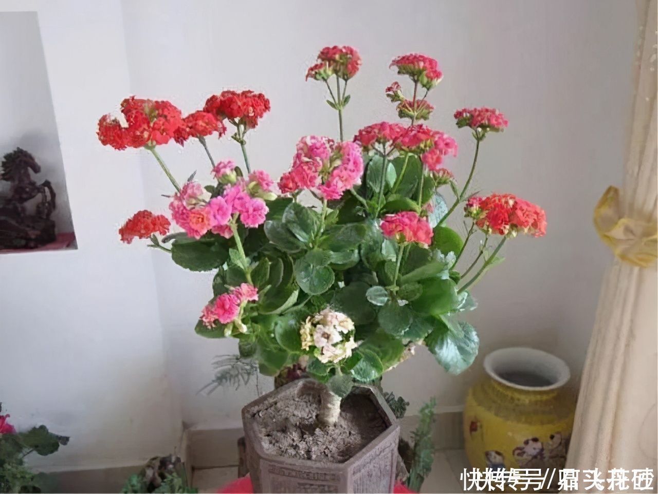长寿花嫁接在“老桩”上,到了11月满枝“冒花苞”,花量很大