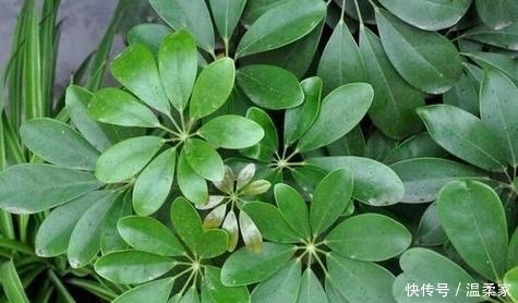 这些大吉大利的盆栽,生意人都爱摆一盆,你家里有吗