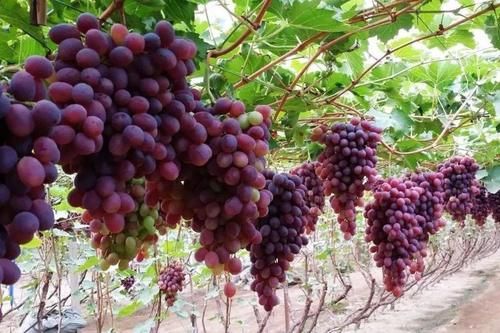 爱美的中年女性，常吃的食物，补气养血，滋阴