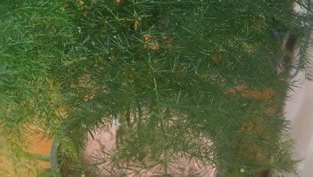 文竹养几盆有讲究吗?专家:养护的五项注意一定要牢记