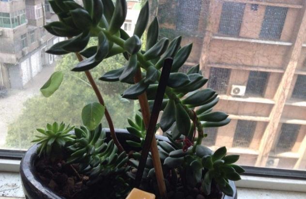 枝干|多肉枝干徒长学会剪一剪,母株变美、枝干扦插成新生幼苗