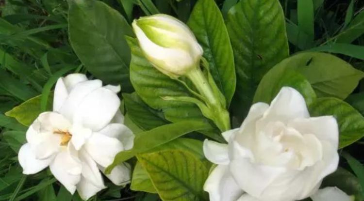 叶片|4种花要“勤”浇水，浇水多开花多，不然叶片发黄不开花