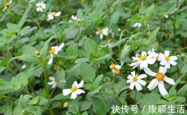 黑巧克力|别看它不起眼, 却是高血压的“天然克星”, 经常吃血压只降不升