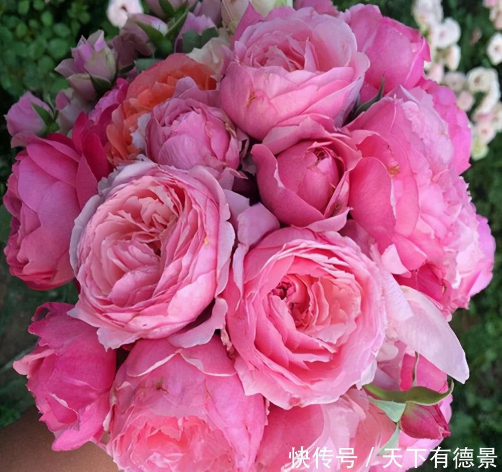 这些漂亮花,有个“赖名字”,开花美如画,叫着太“尴尬”