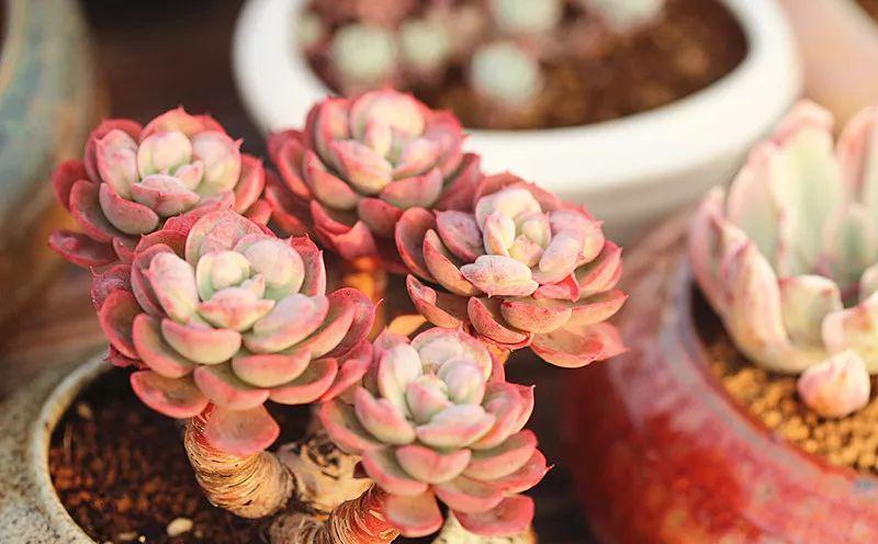 多肉植物盆栽:这种多肉越浇水越丑,不浇水反而胖成球