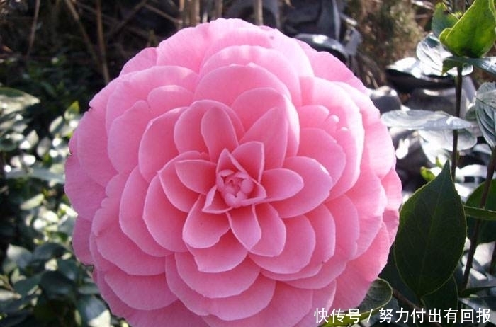 花卉|最值得拥有的漂亮花卉,花大香浓,窗台养上一盆真的是绝美