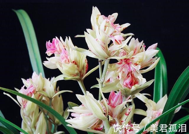 花型|它被誉为“建兰三大奇花”之首，花型饱满，兰香四溢，适合新手养