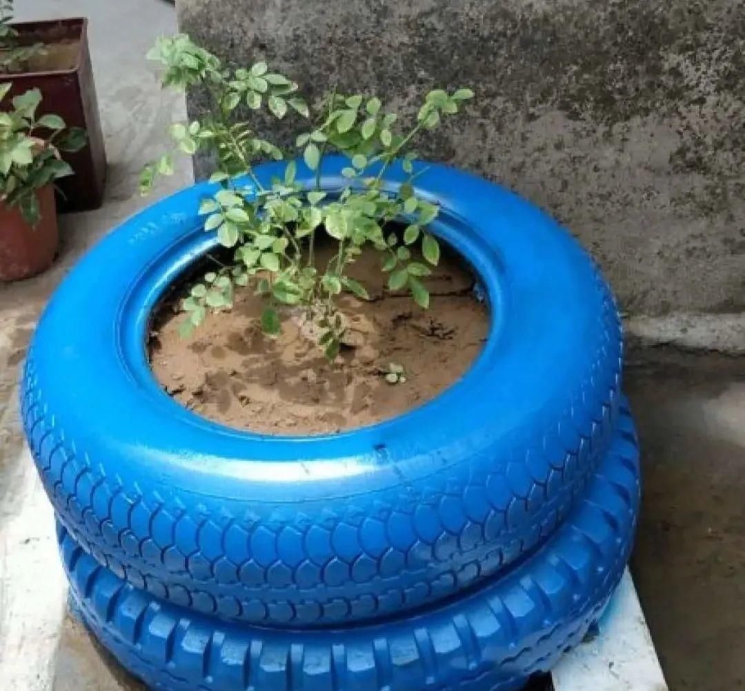 塑料瓶|旧筷子、老干妈瓶别扔，拿来养花效果好，省下一笔养花钱