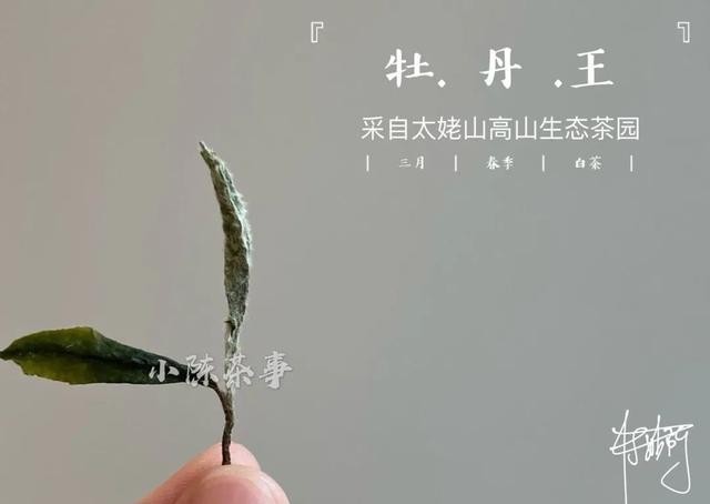 曲解|白牡丹剥了针,就成了寿眉?是谁还在不断曲解白茶?