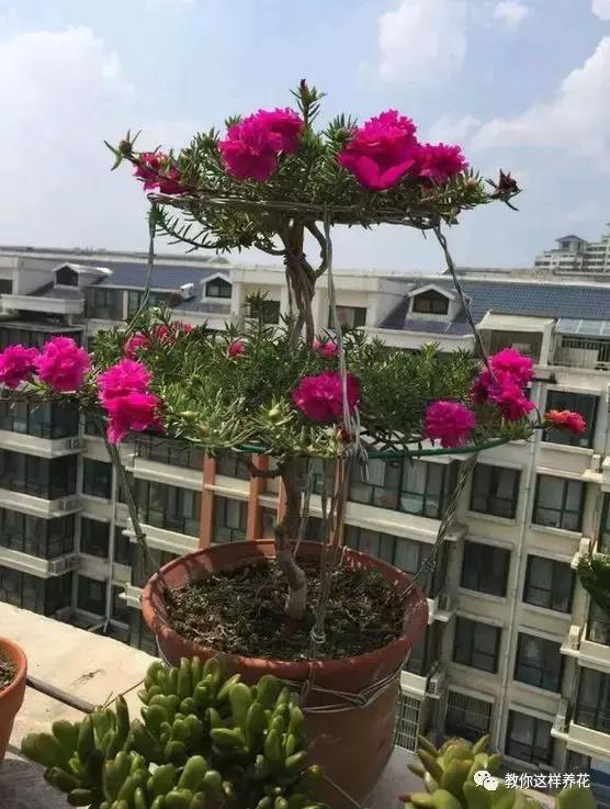 1个小窍门,普通的太阳花也能养成万元盆景老桩,邻居纷纷来学!